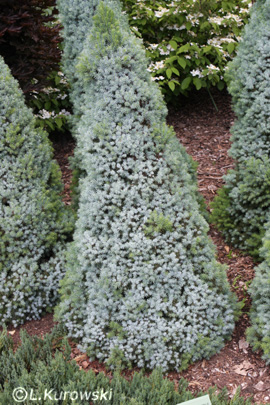 Spruce, 'Sanders Blue' White spruce