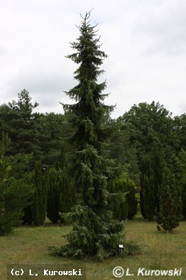 Spruce, 'Pendula' Serbian spruce