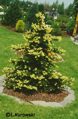 Picea pungens 'Białobok'