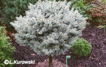 Picea pungens 'Glauca Compacta' (syn. Thuem)