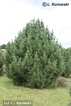 Pinus cembra – Сосна кедровая