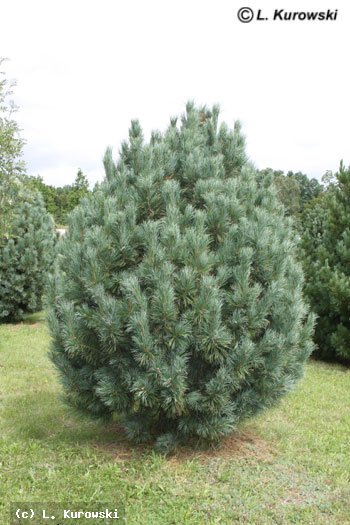 Pinus cembra – Сосна кедровая