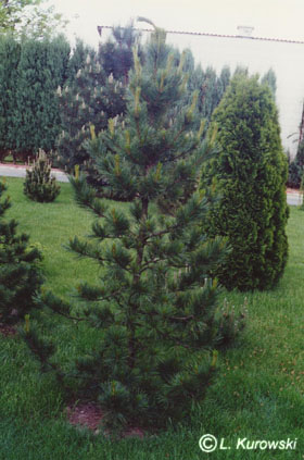 Pine, 'Sibirica' Swiss Stone pine