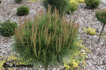 Pinus densiflora 'Alice Verkade'