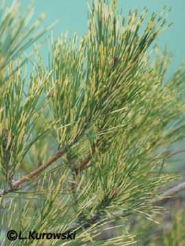 Pinus densiflora 'Oculus-draconis'