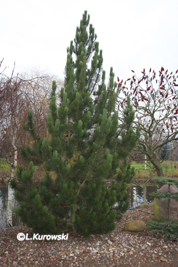Pine, 'Satelit' Bosnian pine