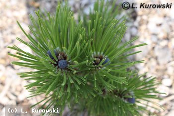 Pinus heldreichii 'Satelit' (Pinus leucodermis 'Satelit')