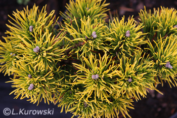 Pinus mugo 'Carsten' (Carsten's Wintergold')