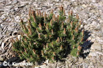 Pinus mugo 'Kissen'