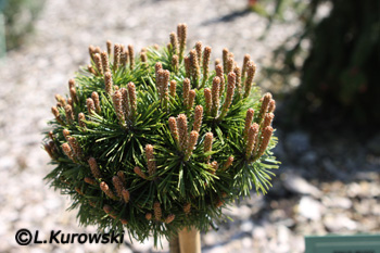 Pinus mugo 'Kleiner Prinz'