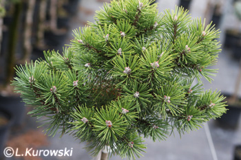 Pinus mugo 'Kobold'