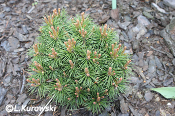 Pinus mugo 'Kórnik'