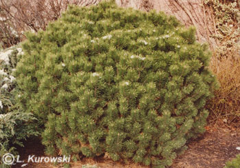 Pine, 'Mops' Mugo pine