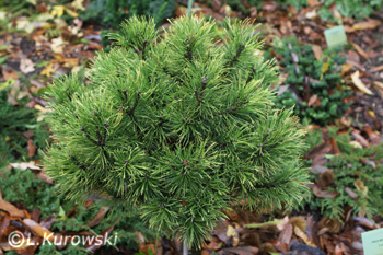 Pinus mugo 'Ophir' 