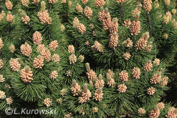 Pine, 'Pumilio' Mugo pine