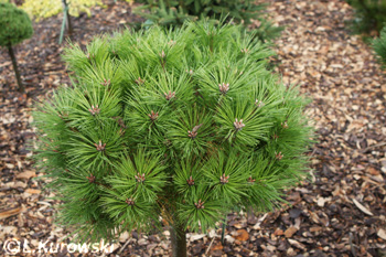 Pinus nigra 'Brepo' = ('Pierrick Bregeon')