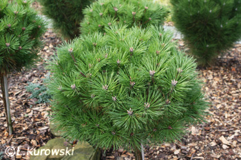 Pinus nigra 'Brepo' = ('Pierrick Bregeon')