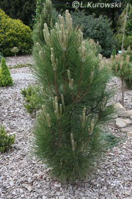 Pinus nigra 'Green Rocket'