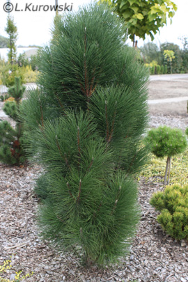 Pinus nigra 'Pyramidalis'