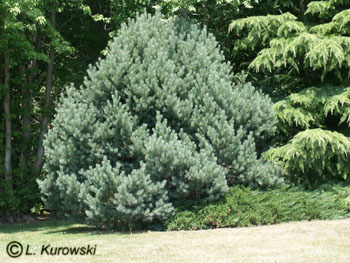 Pine, 'Watereri' Scots pine