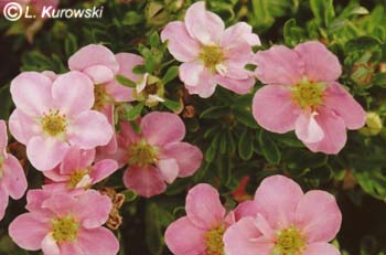 Cinquefoil, 'Pink Beauty' ® (‘Lovely Pink’) Shrubby cinquefoil