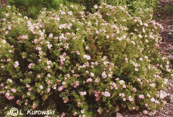 Potentilla fruticosa 'Pink Beauty' ® (P.f. ‘Lovely Pink’)