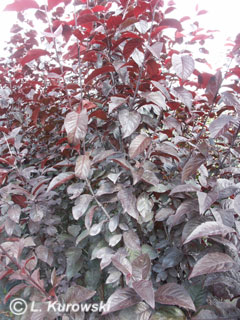 Prunus cerasifera 'Woodii'
