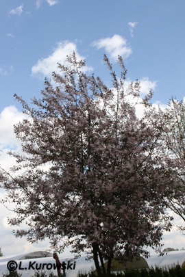 Prunus padus 'Coloratus'