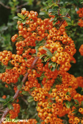 Firethorn, 'Orange Glow' Scarlet firethorn