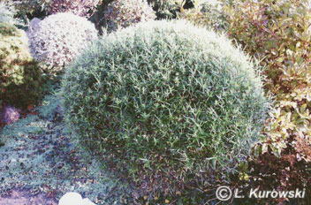 Salix purpurea 'Nana' ('Gracilis')