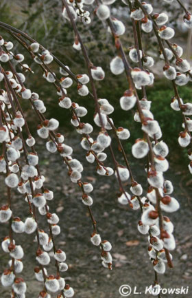 Salix caprea 'Kilmarnock' (Pendula)