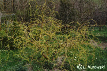 Salix sepulcralis (erythroflexuosa)