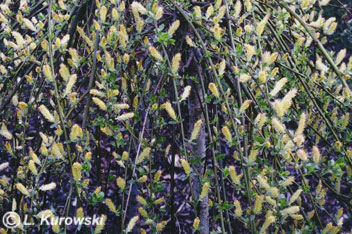 Salix cottetii