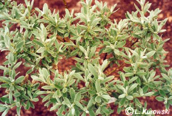 Salix helvetica 'Ober Donar'