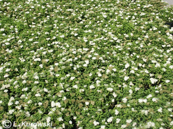 Meadowsweet, 'Albiflora' Japanese meadowsweet