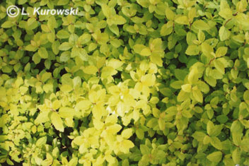 Spiraea japonica 'Golden Carpet' ®