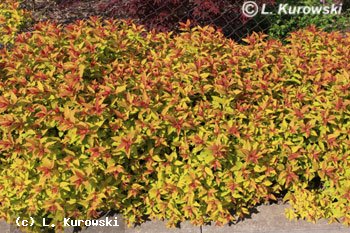 Spiraea japonica 'Walbuma' ('Magic Carpet') ®