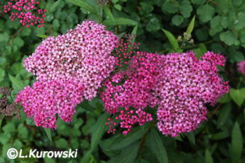 Spiraea japonica 'Country Red'