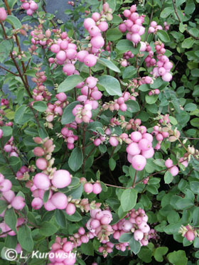 Snowberry, 'Mother of Pearl' Snowberry