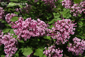 Lilac, 'Palibin' Korean lilac