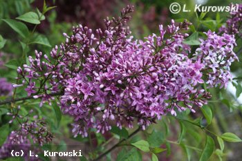 Lilac, 'Saugeana' Chinese lilac