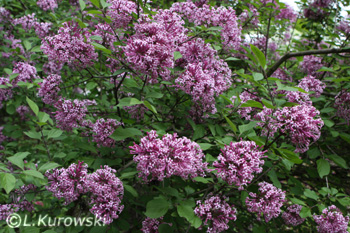 Lilac, 'Palibin' Korean lilac