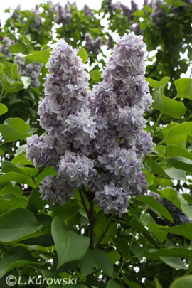 Lilac, 'Michel Buchner' Common lilac