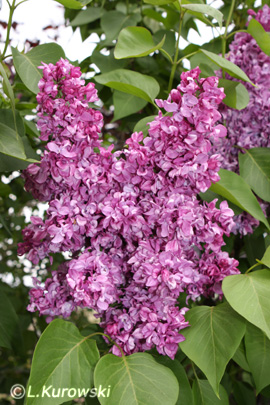 Lilac, 'Mrs. Edward Harding' Common lilac