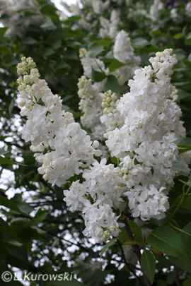 Lilac, 'Edith Cavell' Common lilac