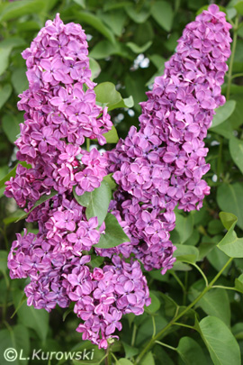 Lilac, 'And. an Ludwig Spaeth' Common lilac