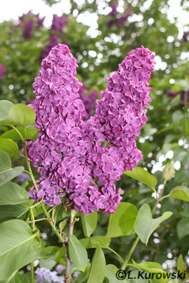 Lilac, 'And. an Ludwig Spaeth' Common lilac