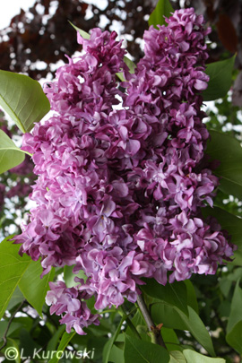 Lilac, 'Mrs. Edward Harding' Common lilac