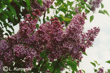 Lilac, 'Sensation' Common lilac
