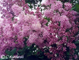 Lilak węgierski
